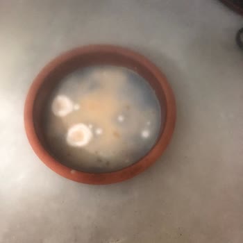 Siemens Ev Aletleri KG86NAID2N02 Modelinde Yoğurtlar Dahi 5. Gün Bozuluyor