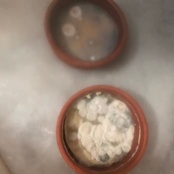 Siemens Ev Aletleri KG86NAID2N02 Modelinde Yoğurtlar Dahi 5. Gün Bozuluyor