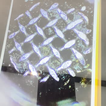 iPhone 'da Hoparlör Sorununa Kullanıcı Hatası Saçmalığı