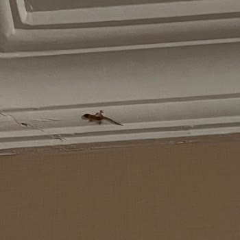 Sirene Belek Hotel Sirene Belek Kötü Bir Tatil Tercihi