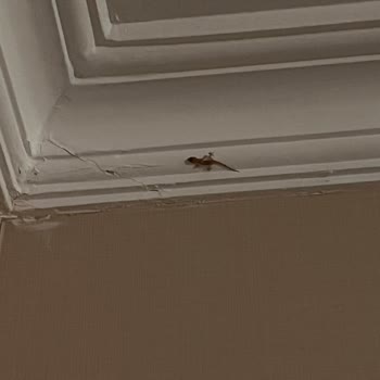 Sirene Belek Hotel Sirene Belek Kötü Bir Tatil Tercihi