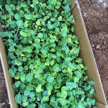 Konak Fide Mağduriyeti Günü Geçmiş Bir Fide