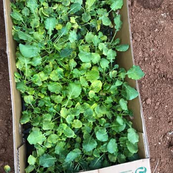 Konak Fide Mağduriyeti Günü Geçmiş Bir Fide