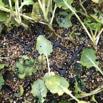 Konak Fide Mağduriyeti Günü Geçmiş Bir Fide