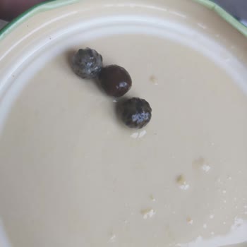 Tamek Garnitür İçinden Değişik Bir Şey Çıkması