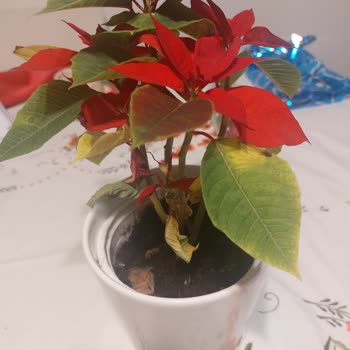 ÇiçekSepeti Solmuş Çiçek Gönderimi