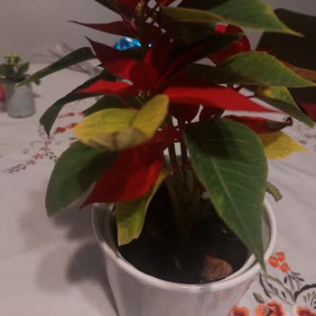 ÇiçekSepeti Solmuş Çiçek Gönderimi