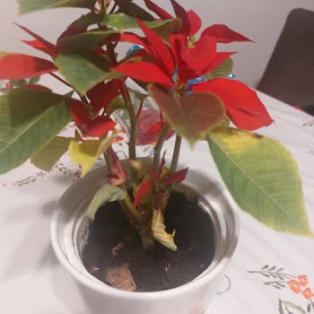 ÇiçekSepeti Solmuş Çiçek Gönderimi