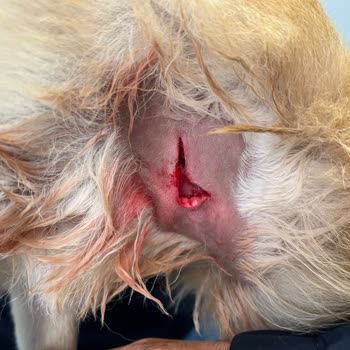 Kepez Belediyesi Başıboş Köpekleri Toplamıyor