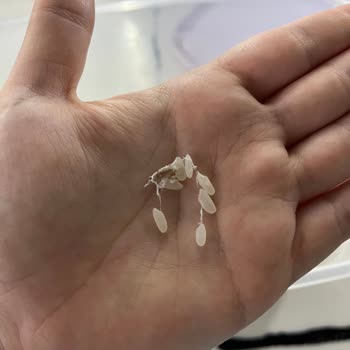 Anadolu Mutfağı Pirinç Güvelenme, Örümcek Ağı