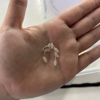 Anadolu Mutfağı Pirinç Güvelenme, Örümcek Ağı