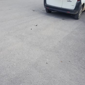 Trendyol Express Dağıtıcı Kargo Personeli