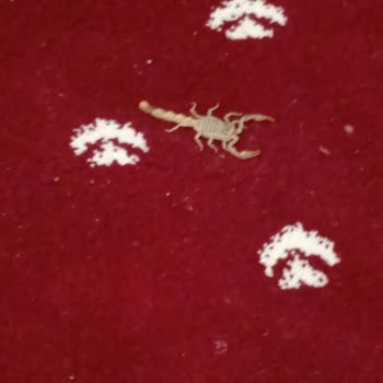 Niğde Ömer Halisdemir Üniversitesi Yurtta Akrep Sokulması