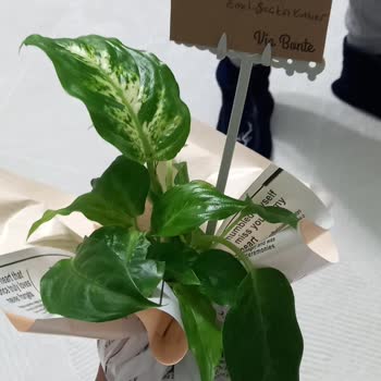 Çiçek Sepeti Yanlış Ürün Gönderimi