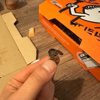 Little Caesars Pizzadan Çıkan Zeytin Çekirdeği