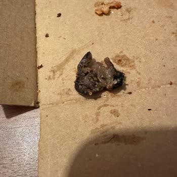 Little Caesars Pizzadan Çıkan Zeytin Çekirdeği