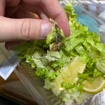 Durak Pide & Lahmacun (Kartal) Salyangoz Çıkması