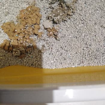 Pro Plan Somonlu Ve Tavuklu Kedi Maması Hasta Etti