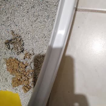 Pro Plan Somonlu Ve Tavuklu Kedi Maması Hasta Etti