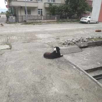 Kastamonu Belediyesi Köpek Alınması Ve Barınağa Atılması