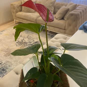 ÇiçekSepeti 2 Tane Sipariş Ettiğim Çiçek Görseldeki Gibi Gelmedi