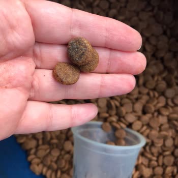 Petpal Geç Gelen Kargo Patlak Ve Küflü Köpek Maması