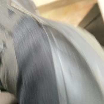 Solomon Kışlık Bot