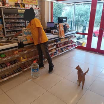 Şok Marketler Markette Kedi Beslenmesi
