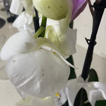 ÇiçekSepeti Küflü Hasta Ve Ezilmiş Çiçek Gönderimi