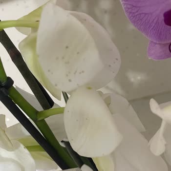 ÇiçekSepeti Küflü Hasta Ve Ezilmiş Çiçek Gönderimi