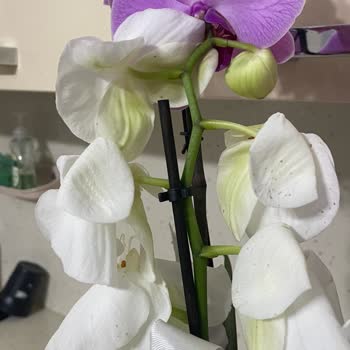 ÇiçekSepeti Küflü Hasta Ve Ezilmiş Çiçek Gönderimi