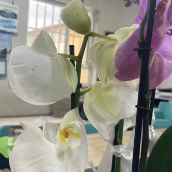 ÇiçekSepeti Küflü Hasta Ve Ezilmiş Çiçek Gönderimi