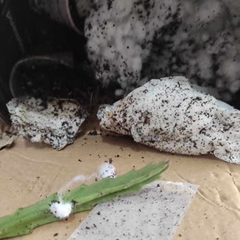 PTT Kargo Firmasından Hasarlı Teslim Edilen Kargo