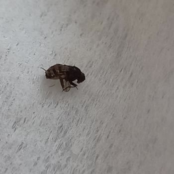 Tatbak Gıda Soğuk Baklavadan Böcek Çıktı