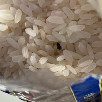 Duru Pirinç İçinden Böcek Çıktı