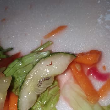 Mersin KYK Salatasından Tırtıl Çıktı