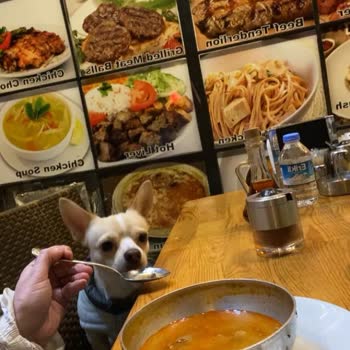 Sarıhan İşkembe Pati Dostu Bir Mekan Değil