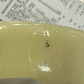 İçim Kaşar Peynir Paketi İçerisindeki Sinek