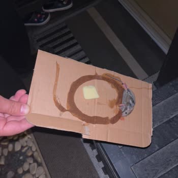 Baymak Sayesinde Evimizi Fareler Bastı!