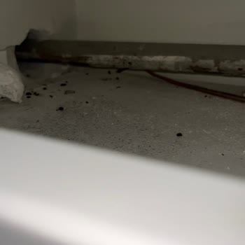 Baymak Sayesinde Evimizi Fareler Bastı!