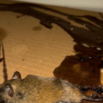 Baymak Sayesinde Evimizi Fareler Bastı!