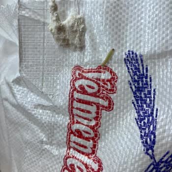 Yelmenler Un İçinde Kurtlar Çıktı.