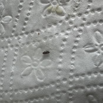 Sinangil Undan Çıkan Böcek