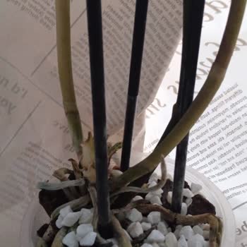 ÇiçekSepeti Kurumuş Çiçek (orkide) Gönderilmesi