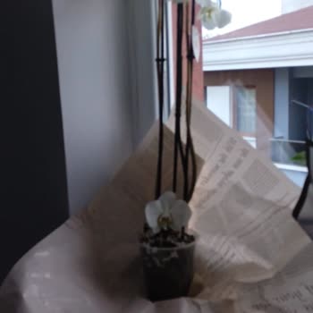 ÇiçekSepeti Kurumuş Çiçek (orkide) Gönderilmesi