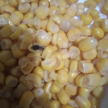 Tada! Gıda Güvenliğinde Şaşırtan Sinek!