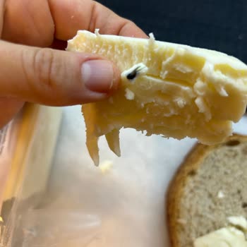 Gazi Bey Süt Çiftliği Gazi Bey Tam Yağlı Tost Peynirinden Sinek Çıktı