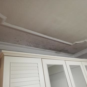 Marshall Akrikor Elyaflı Su Kalkanı Şikayet