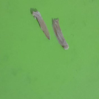 Eti Gıda Eti Lifalif 4 Tahıl Ezmesinin İçinden Çiğnenmeyen Bir Madde Çıktı.