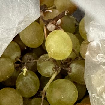 Bosch İki Yıllık Dolabı Tamir Etmiyor